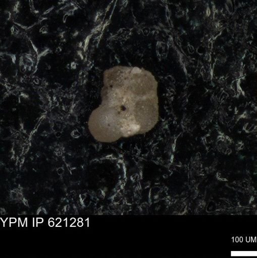 undet. Rugoglobigerinidae