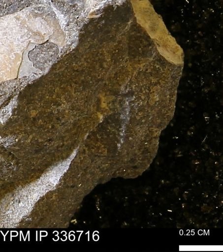 undet. Mollusca