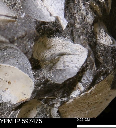 Limopsis striatopunctatus