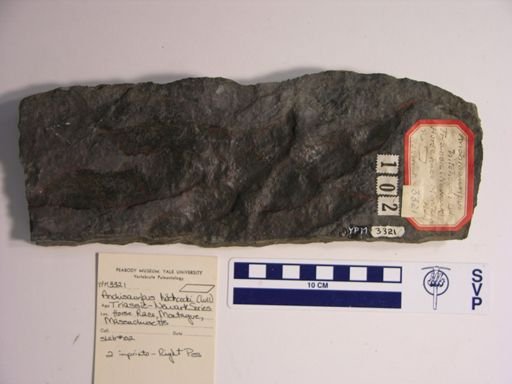 Anchisauripus cf. hitchcocki