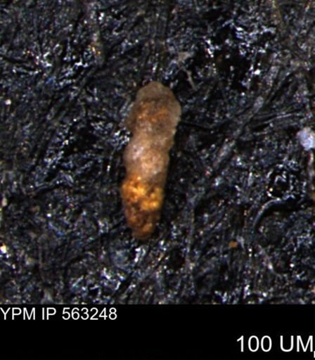 Verneuilinoides hectori