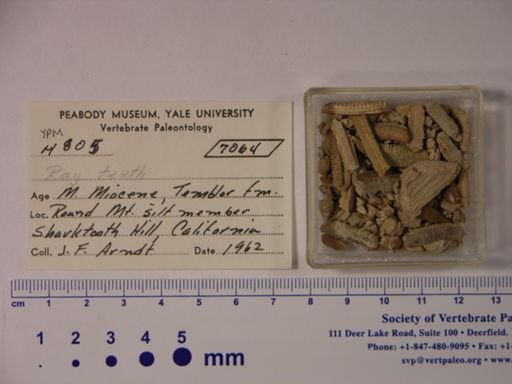 Myliobatoidea