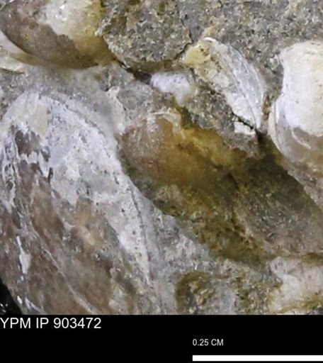 Corbulamella?