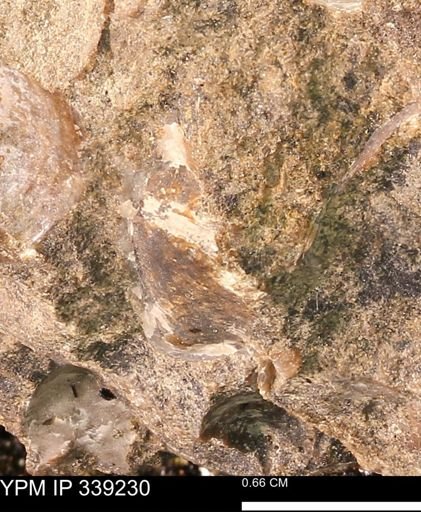 undet. Mollusca