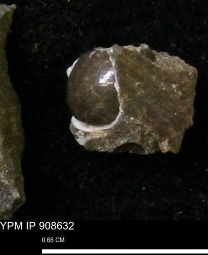 undet. Gastropoda