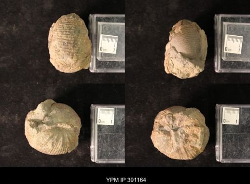 Scaphites ventricosus stantoni