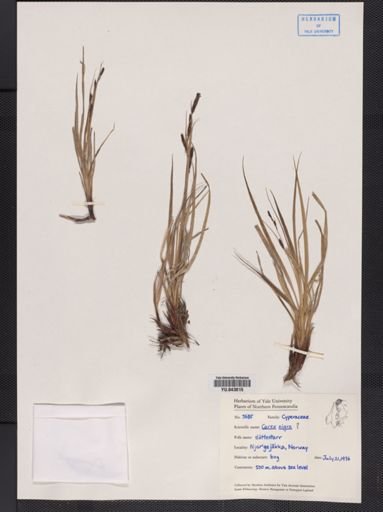 Carex nigra