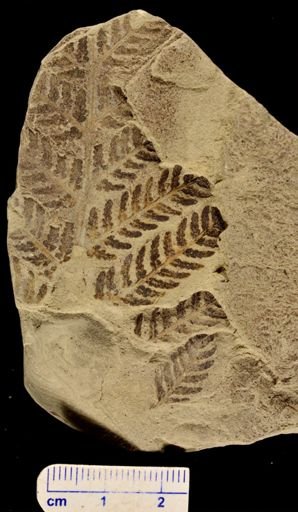 Sphenopteris fittani