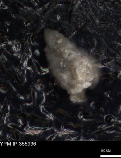 undet. Foraminiferida