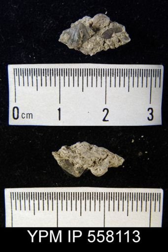Cyrtina alpenensis