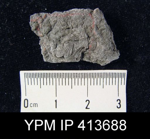 Hustedia mormoni