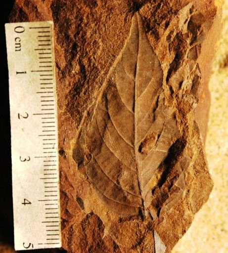 Ulmus tenuinervis