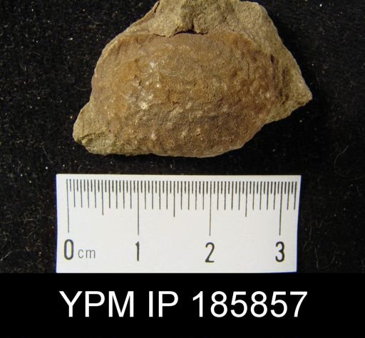 Productella sp.