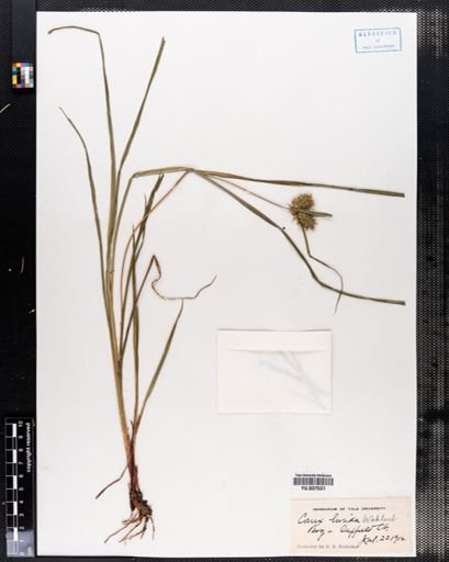 Carex lurida