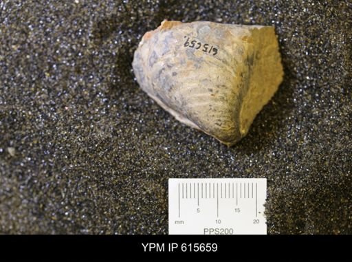 undet. Bivalvia