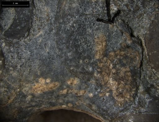 Aplocoma damesii