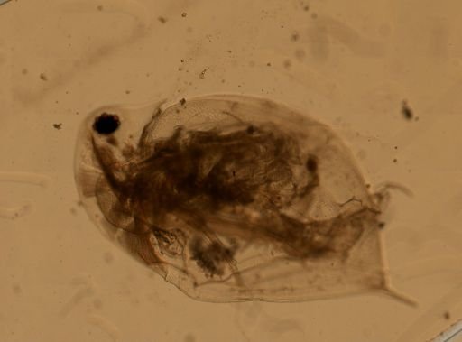 Daphnia pulex