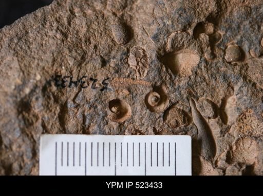 undet. Gastropoda