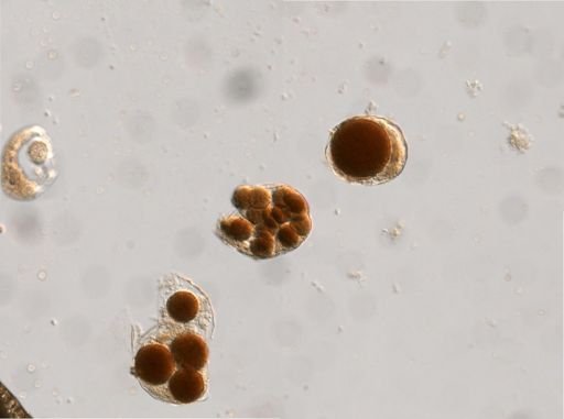 Rotifera
