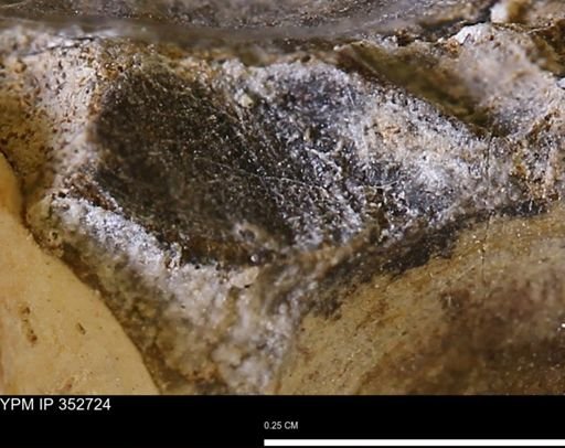 undet. Mollusca
