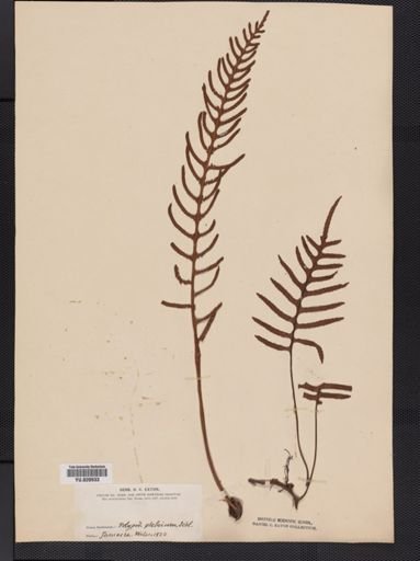 Polypodium