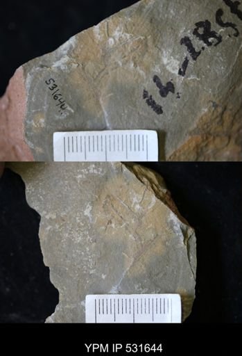 Graptolithina?