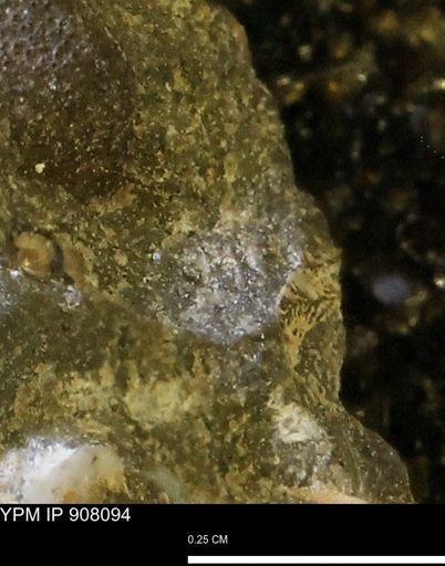 undet. Mollusca