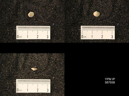 Zygospira modesta