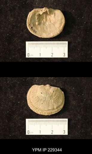 Derbya crassa texana