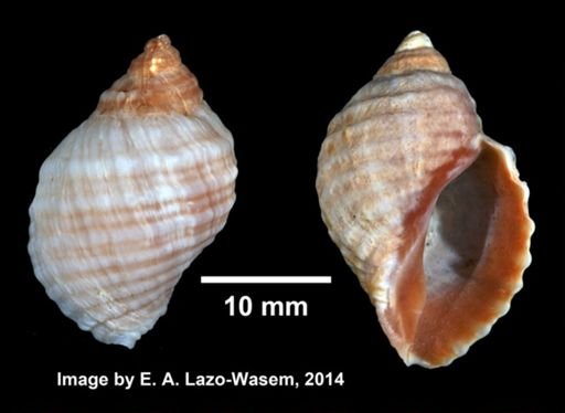 Nucella lapillus