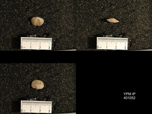 Dinorthis subquadrata