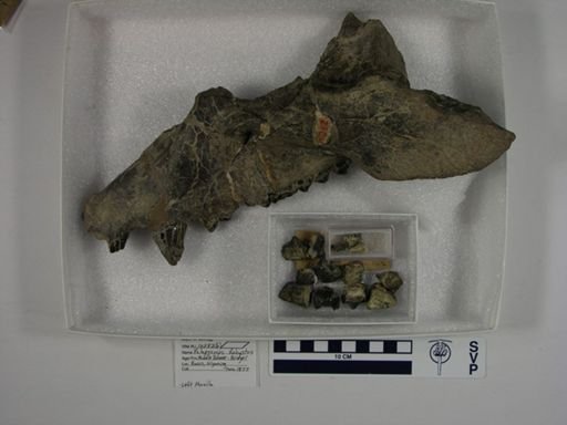 Palaeosyops robustus