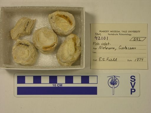 undet. Actinopterygii