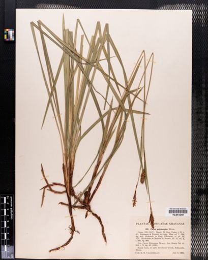 Carex polymorpha