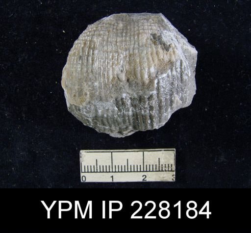 Dictyoclostus portlockianus