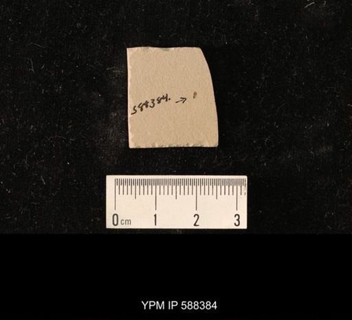 undet. Coleoptera