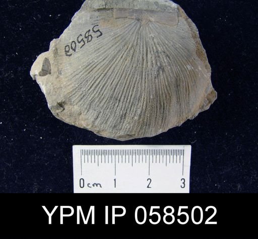 Strophonella lineolata