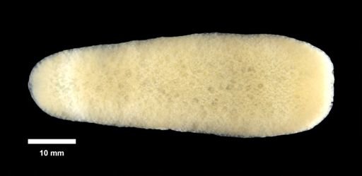 Pyrosoma