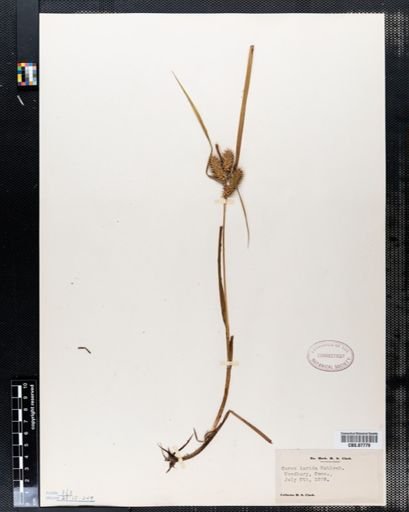 Carex lurida