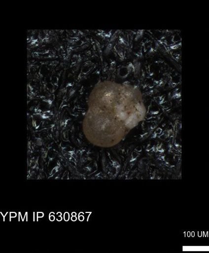 undet. Globigerinina
