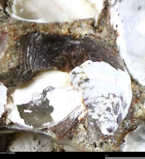 Corbulamella gregaria