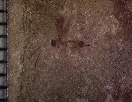undet. Ichneumonoidea
