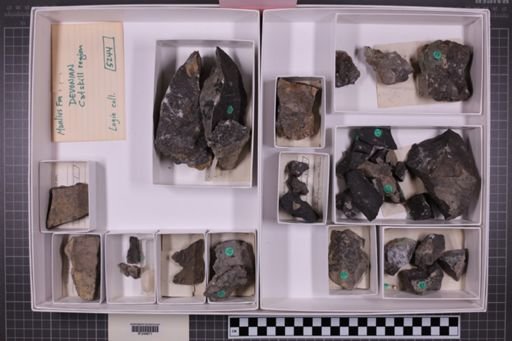 mixed taxa, stratigraphic collection