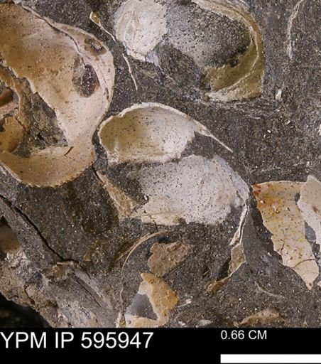 undet. Bivalvia