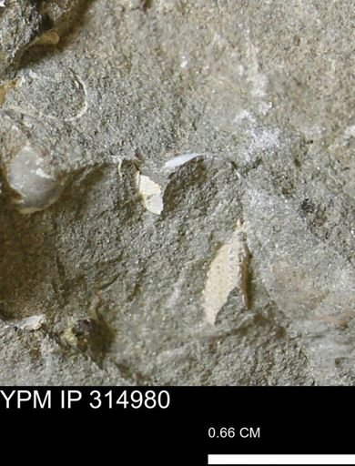 undet. Mollusca