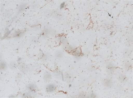 Crassostrea virginica