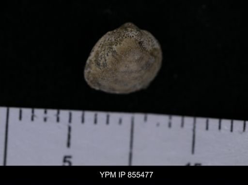 Limopsis striatopunctatus
