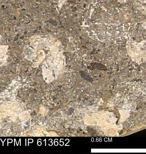Scaphites sp.