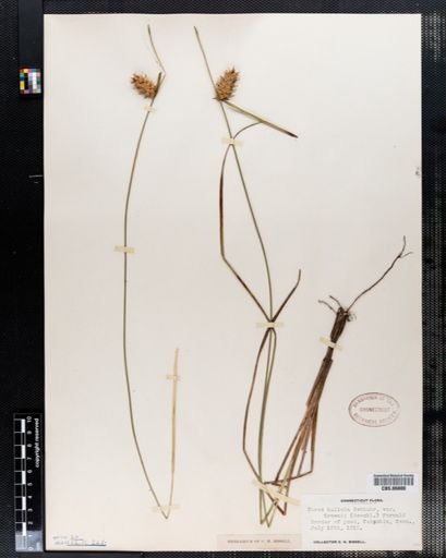Carex bullata