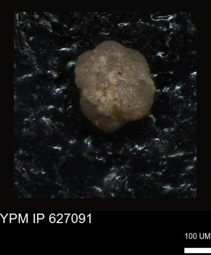 undet. Foraminiferida